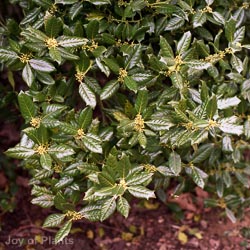 Ilex Nellie R Stevens