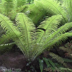 Matteucia struthiopteris