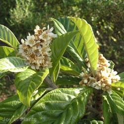 Eryobotrya Japonica