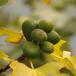 Ficus Carica Goutte D'OR