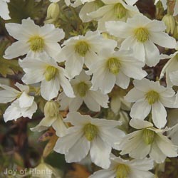 Clematis Early Sensation