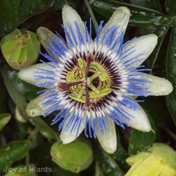 Passiflora Caerulea 1.5m 20L