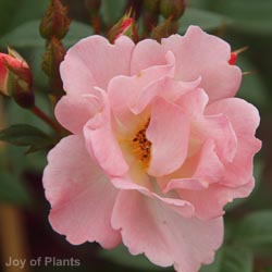 Rose Open Arms 1.2m 10L