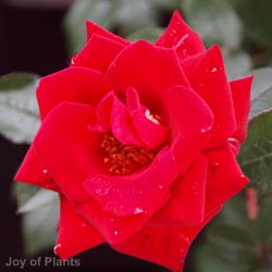 Rose Love Knot 1.2m 10L