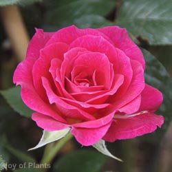 Rose Gloriana 1.2m 10L