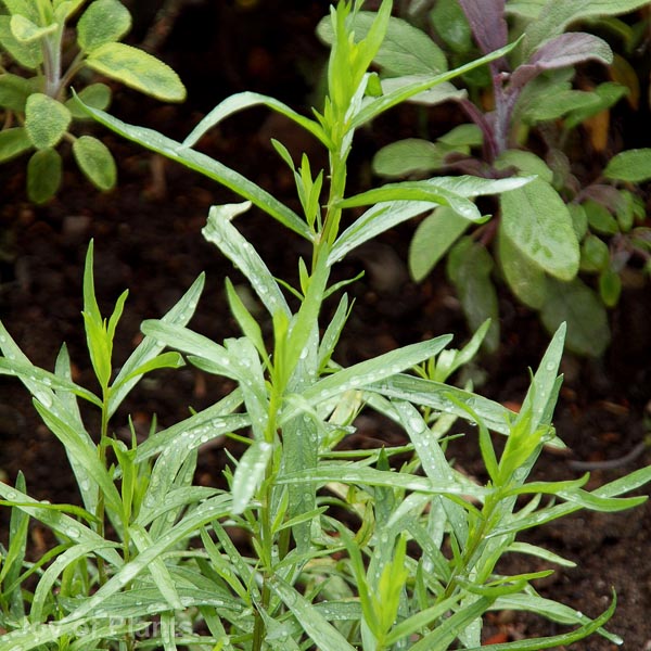 Awaiting product image