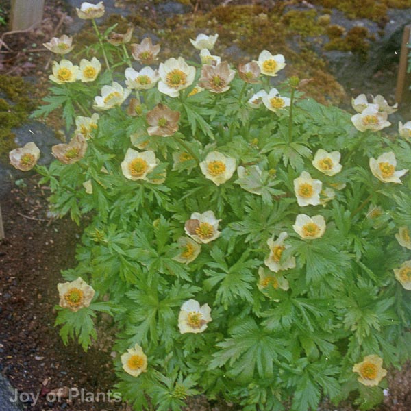 Awaiting product image