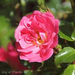 Rose Flower Carpet Pink