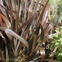 Phormium Platts Black