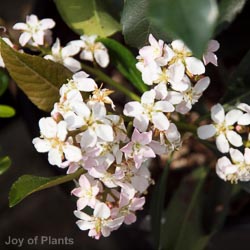 Eriobotrya Japonica Coppertone