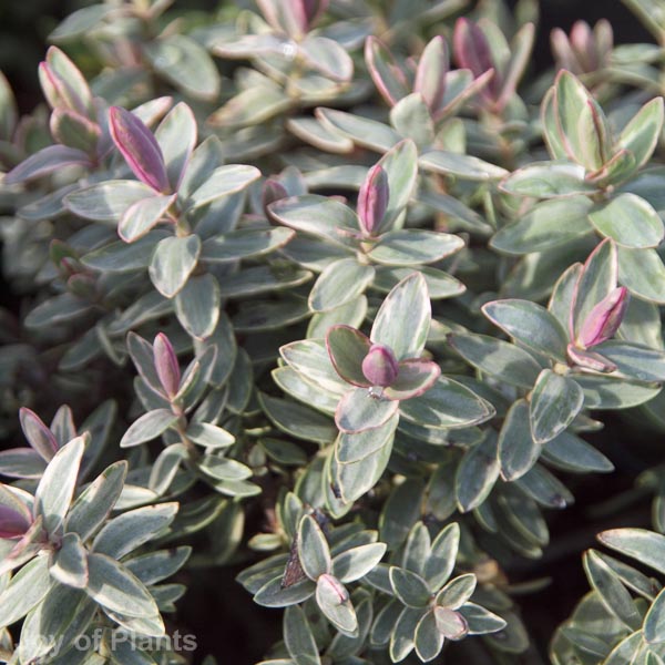 Awaiting product image