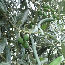 Olea Europaea 1/2 Std 8-12 25L