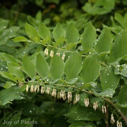 Polygonatum hybridum