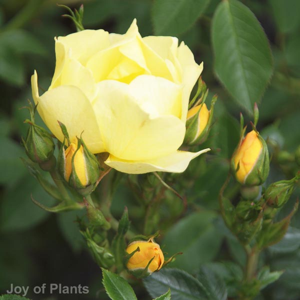 Awaiting product image