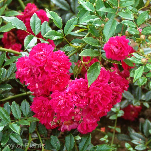 Awaiting product image