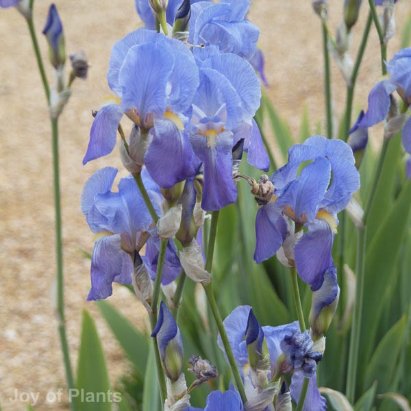 Awaiting product image