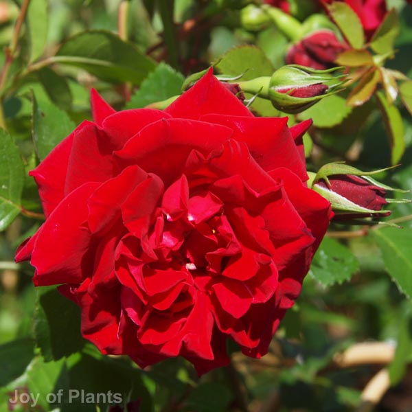 Awaiting product image