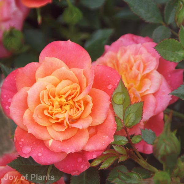 Awaiting product image