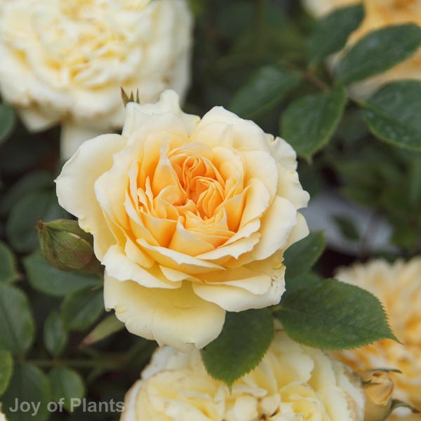 Awaiting product image