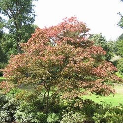 Acer pal. Atropuroureum