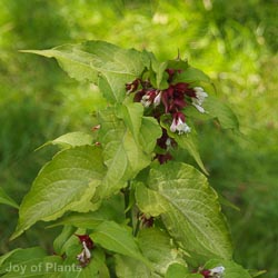 Leycesteria Form Golden Lanterns