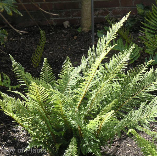 Awaiting product image