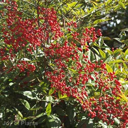 Nandina dom. Compacta