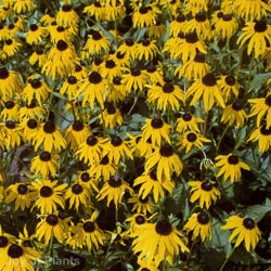 Rudbeckia fulgida fulgida