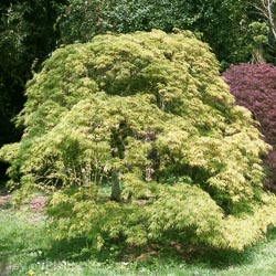 Acer Palmatum Diss 15L
