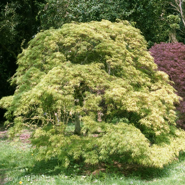 Awaiting product image