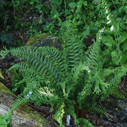 Dryopteris The King