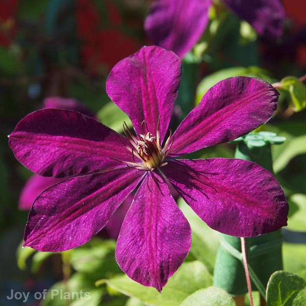 Awaiting product image