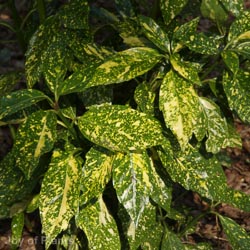 Aucuba Japonica Variegata 5L