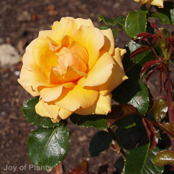 Awaiting product image