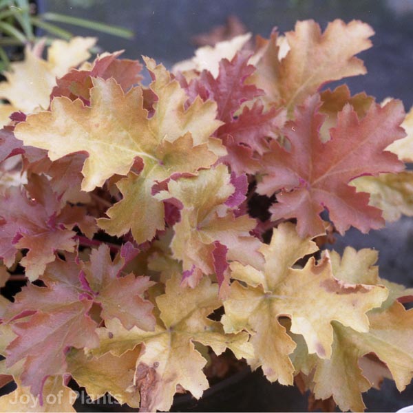 Awaiting product image