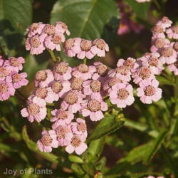 Achillea Sibirica Love Parade 2L