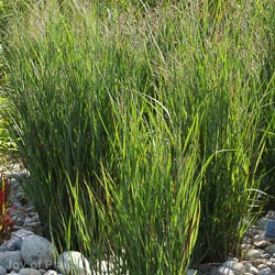 Panicum Heavy Metal