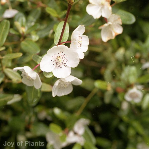 Awaiting product image