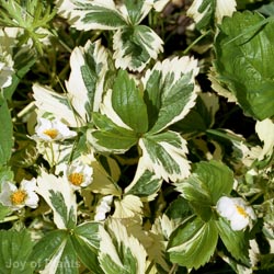 Strawberry - Elsanta