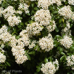 Choisya ternata