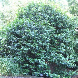 Camelia Japonica Mix