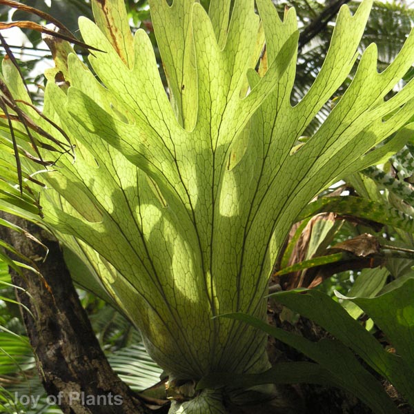 Awaiting product image