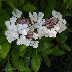 Hydrangea Libelle