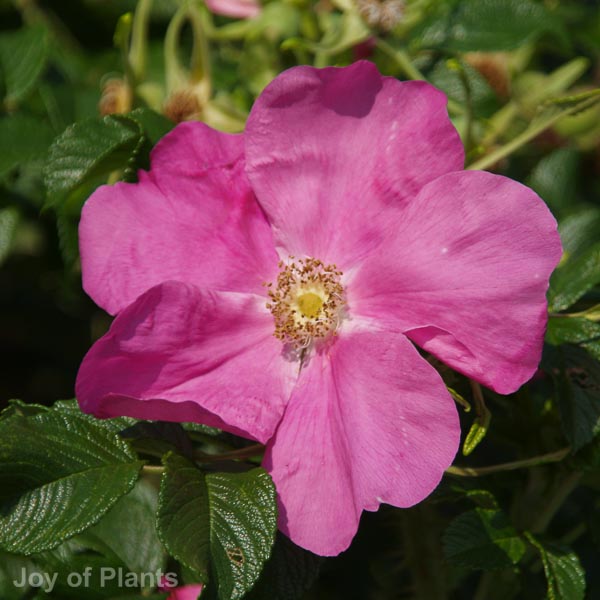 Awaiting product image