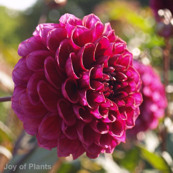 Awaiting product image