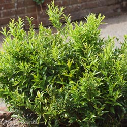Sarcococca Rusc Dragon Gate