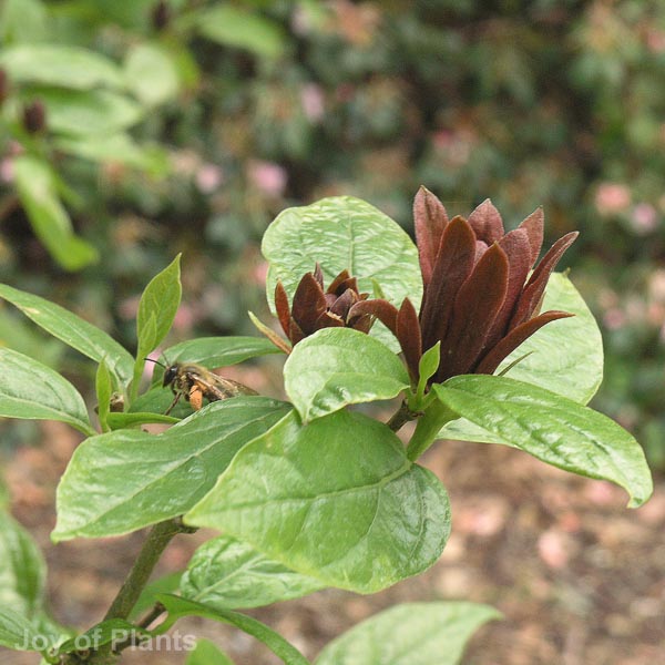 Awaiting product image