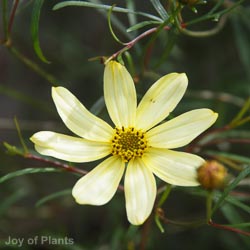 Coreopsis vert. Moonbeam