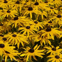 Rudbeckia Fulgida Goldsturm