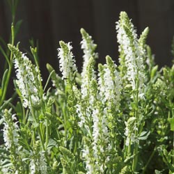 Salvia Schneehugel